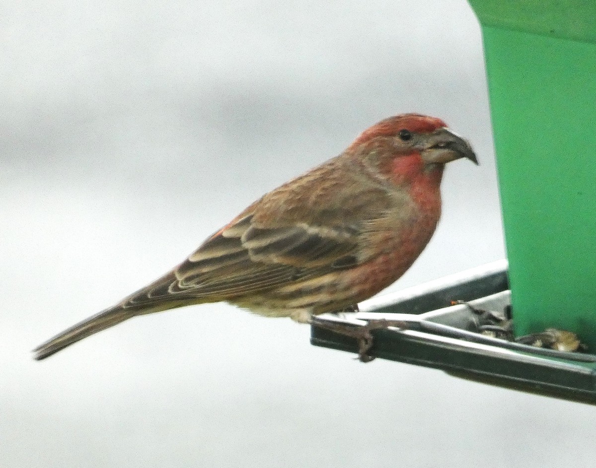 House Finch - ML644151267