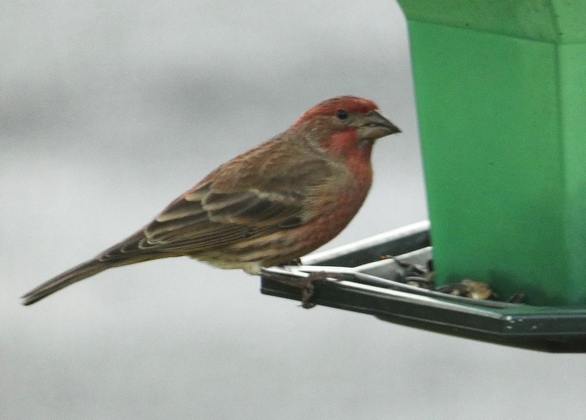 House Finch - ML644151268