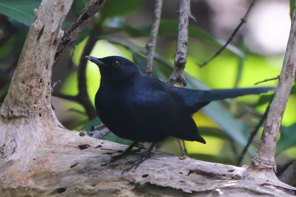 Black Catbird - ML644151283