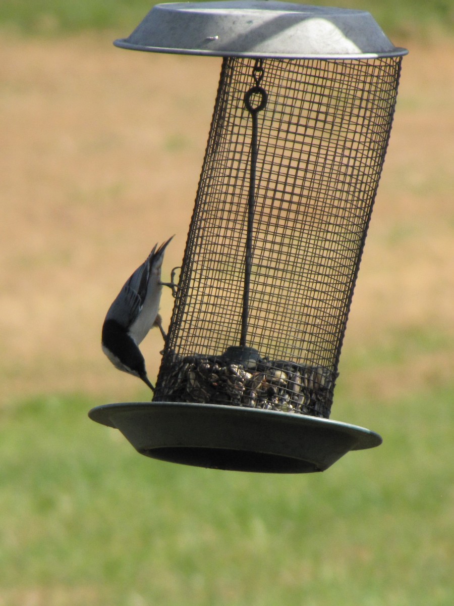 Повзик каролінський - ML644151294