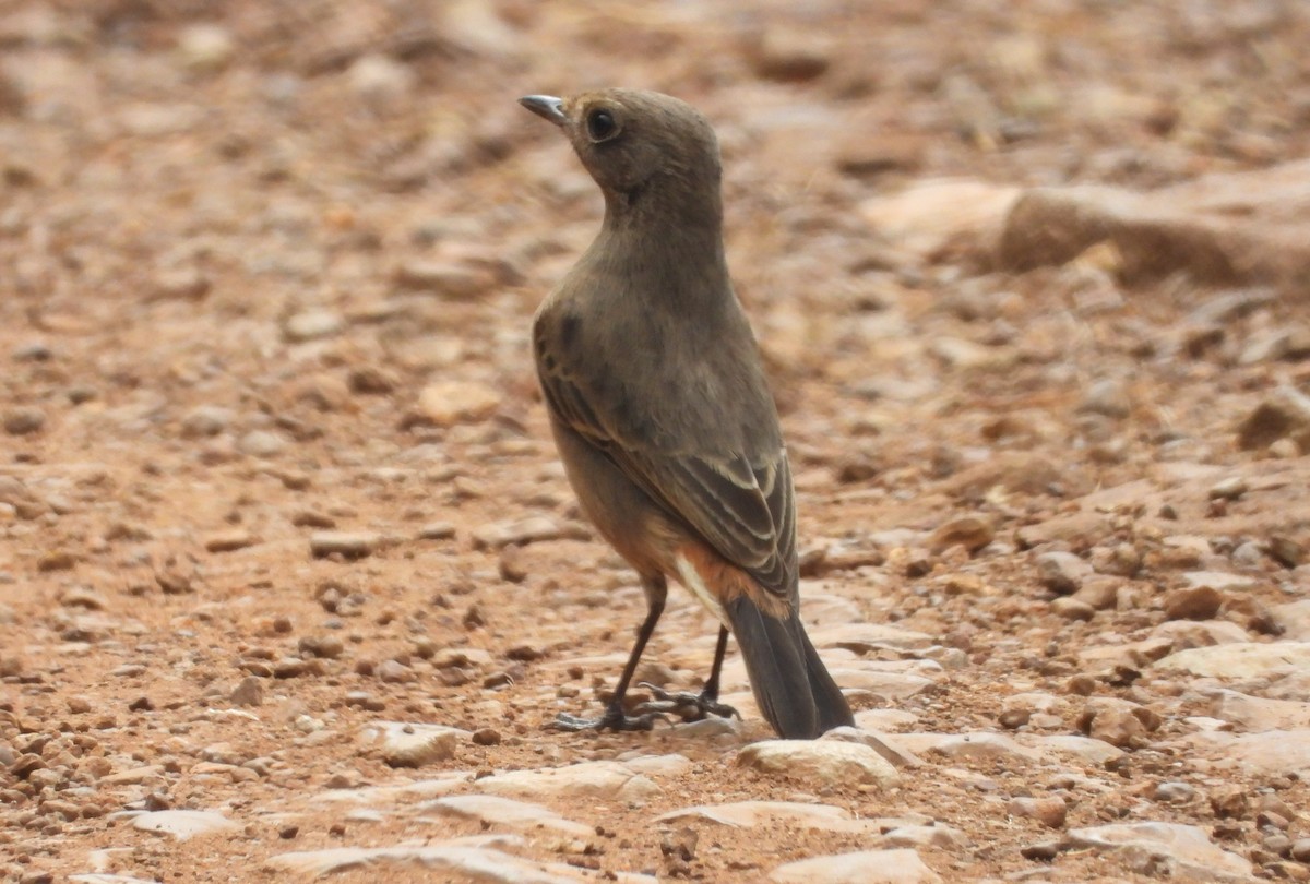 Pied Bushchat - ML644151299