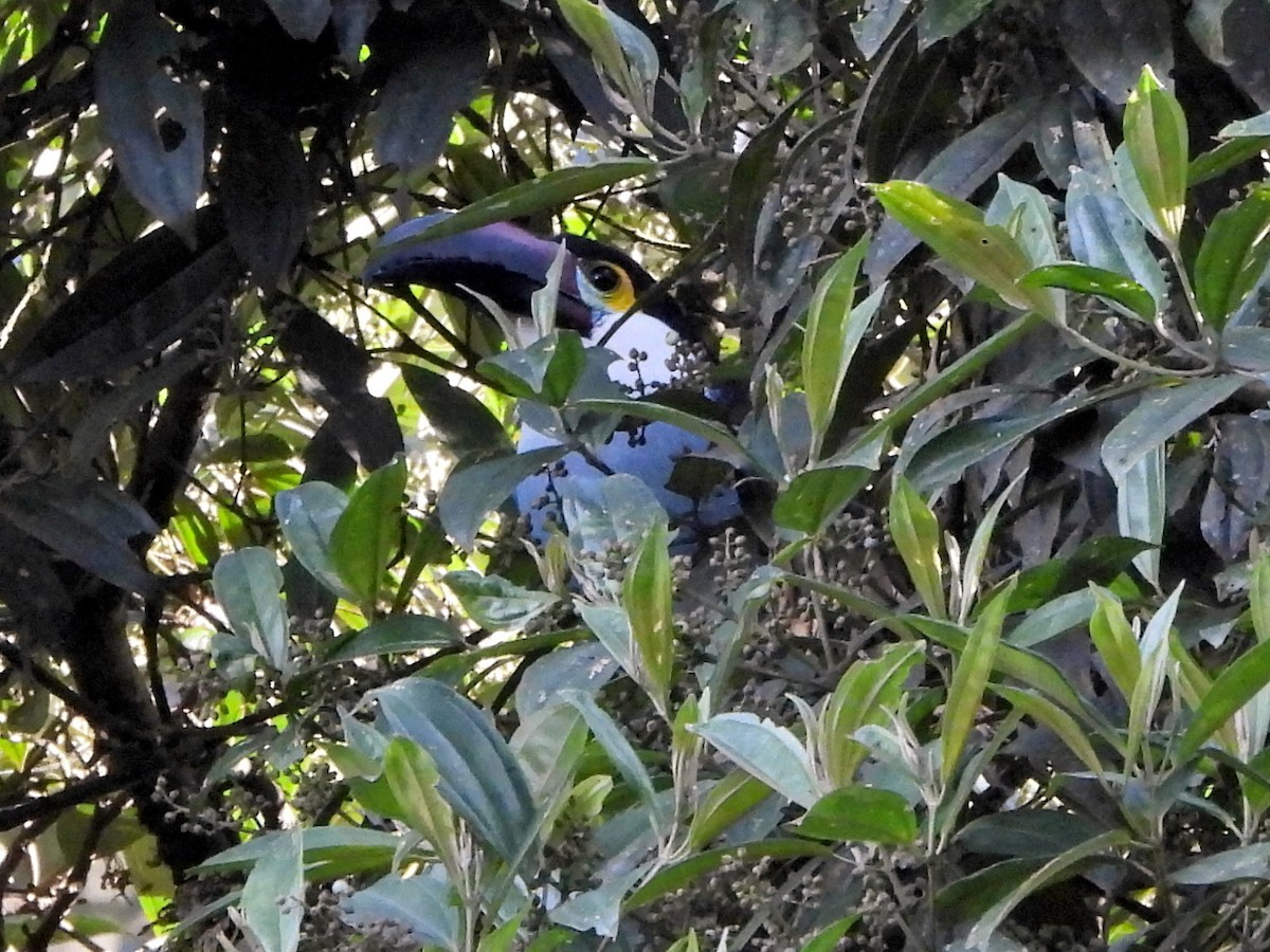 Black-billed Mountain-Toucan - ML644151302