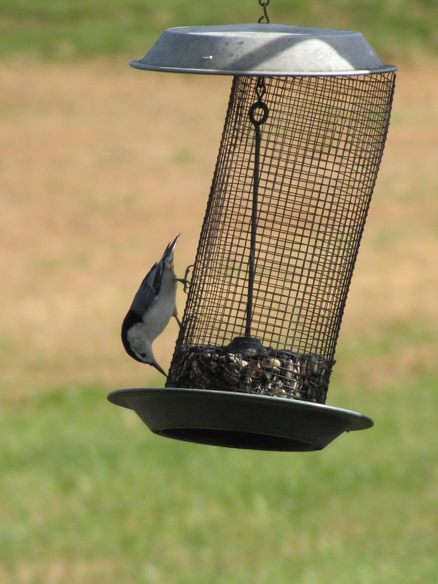 Повзик каролінський - ML644151304