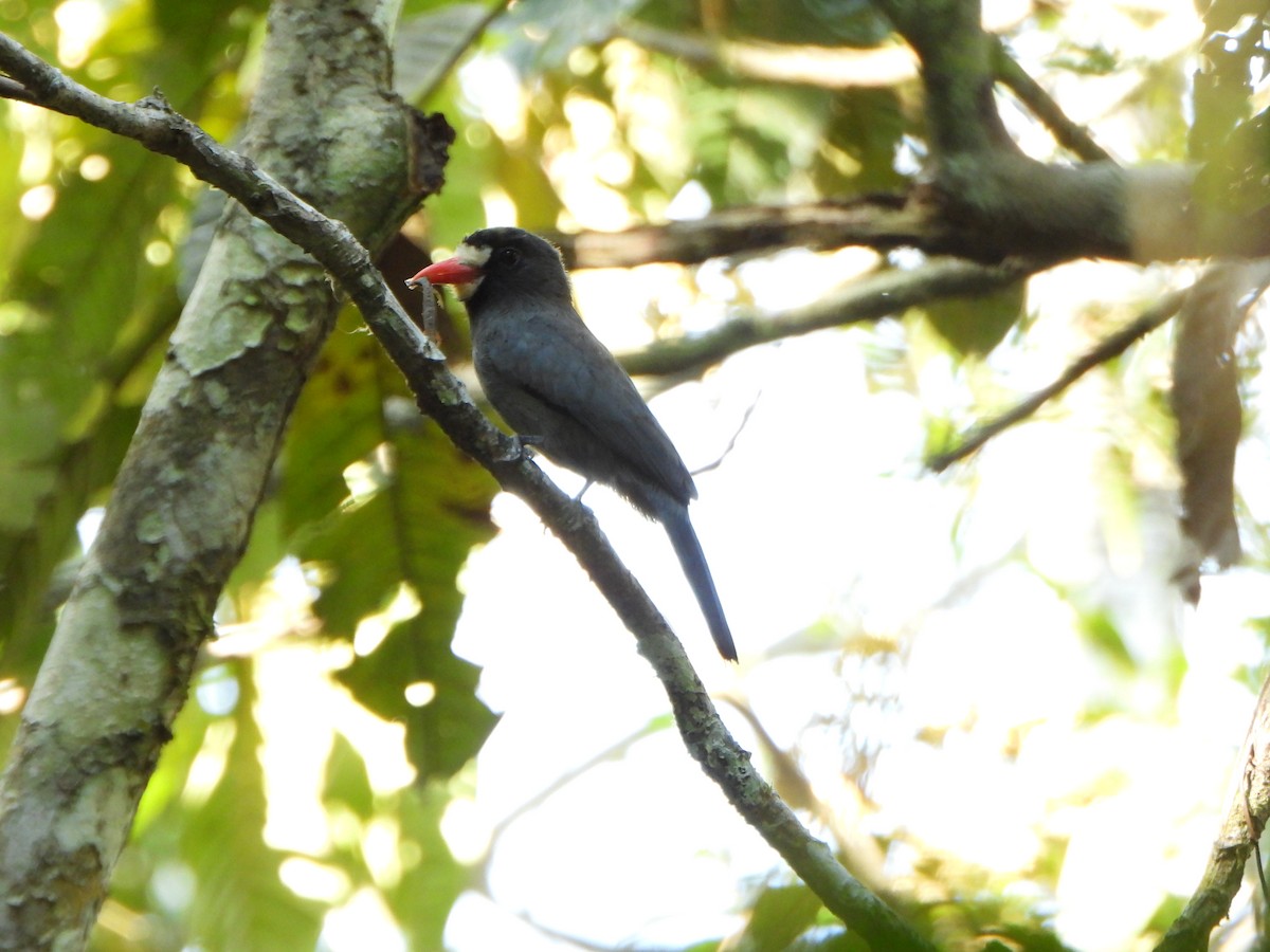 White-fronted Nunbird - ML644151305