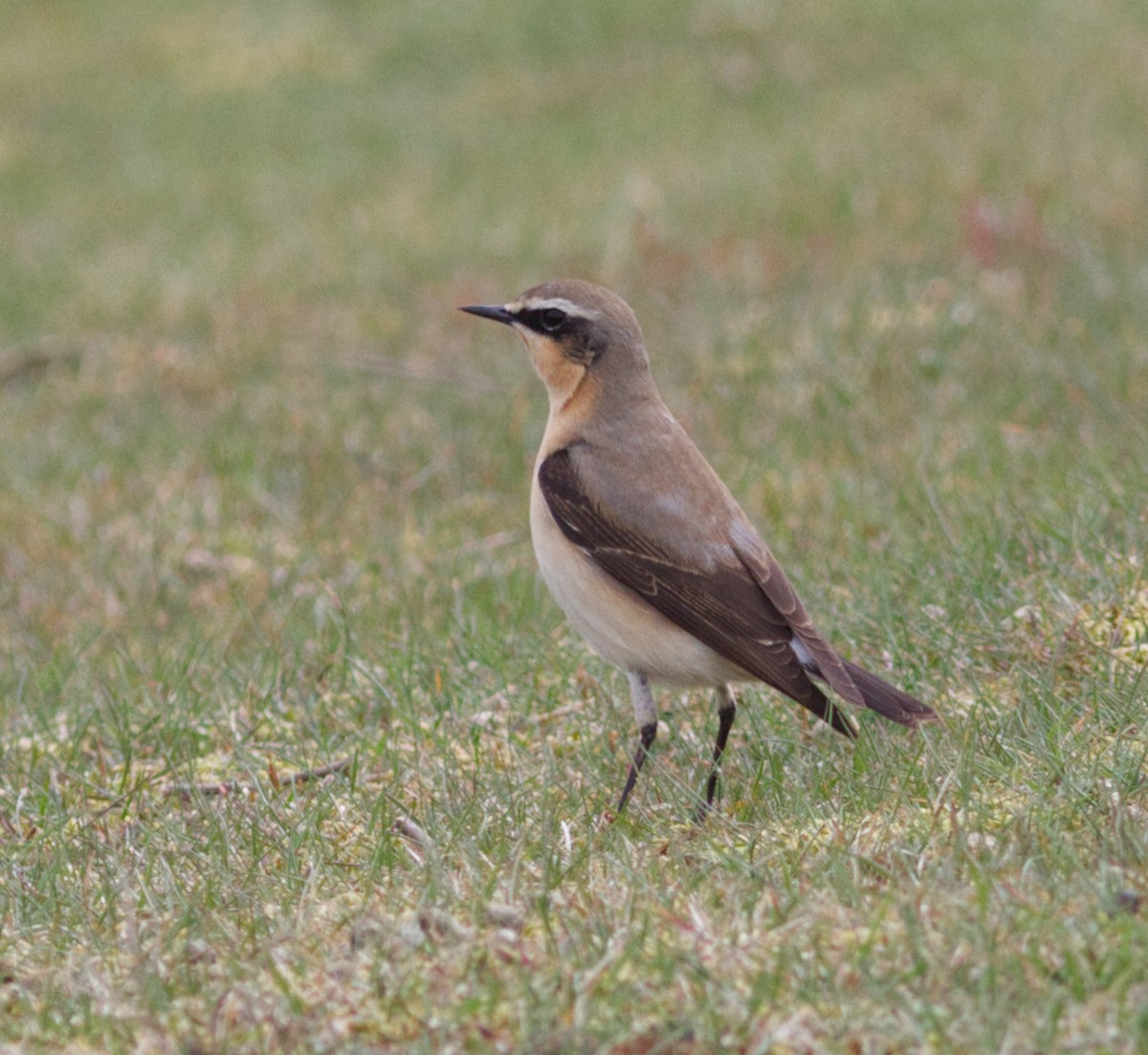 Northern Wheatear (Eurasian) - ML644151310