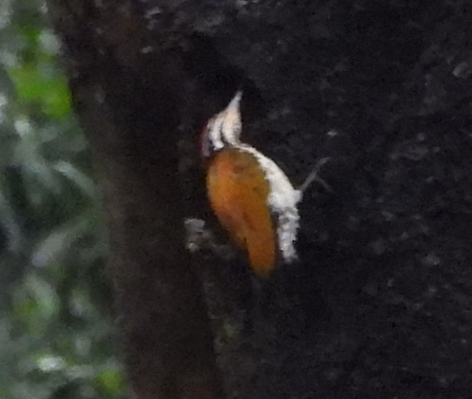 Common Flameback - ML644151312