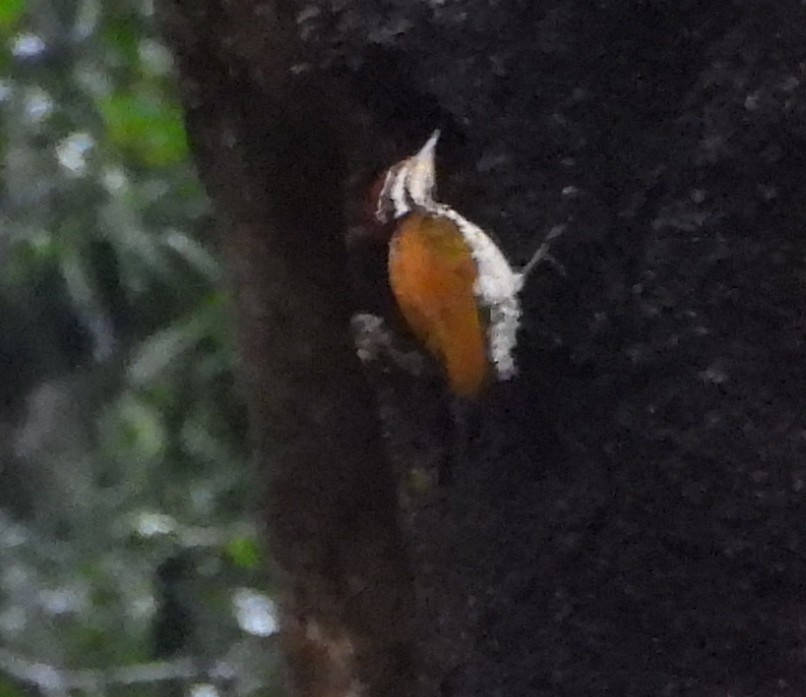 Common Flameback - ML644151313