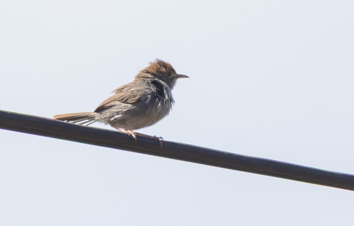 Cisticole à couronne rousse - ML644151314