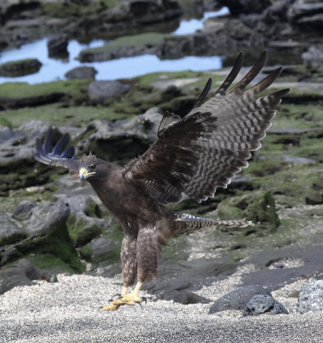 Galapagos Hawk - ML644151324