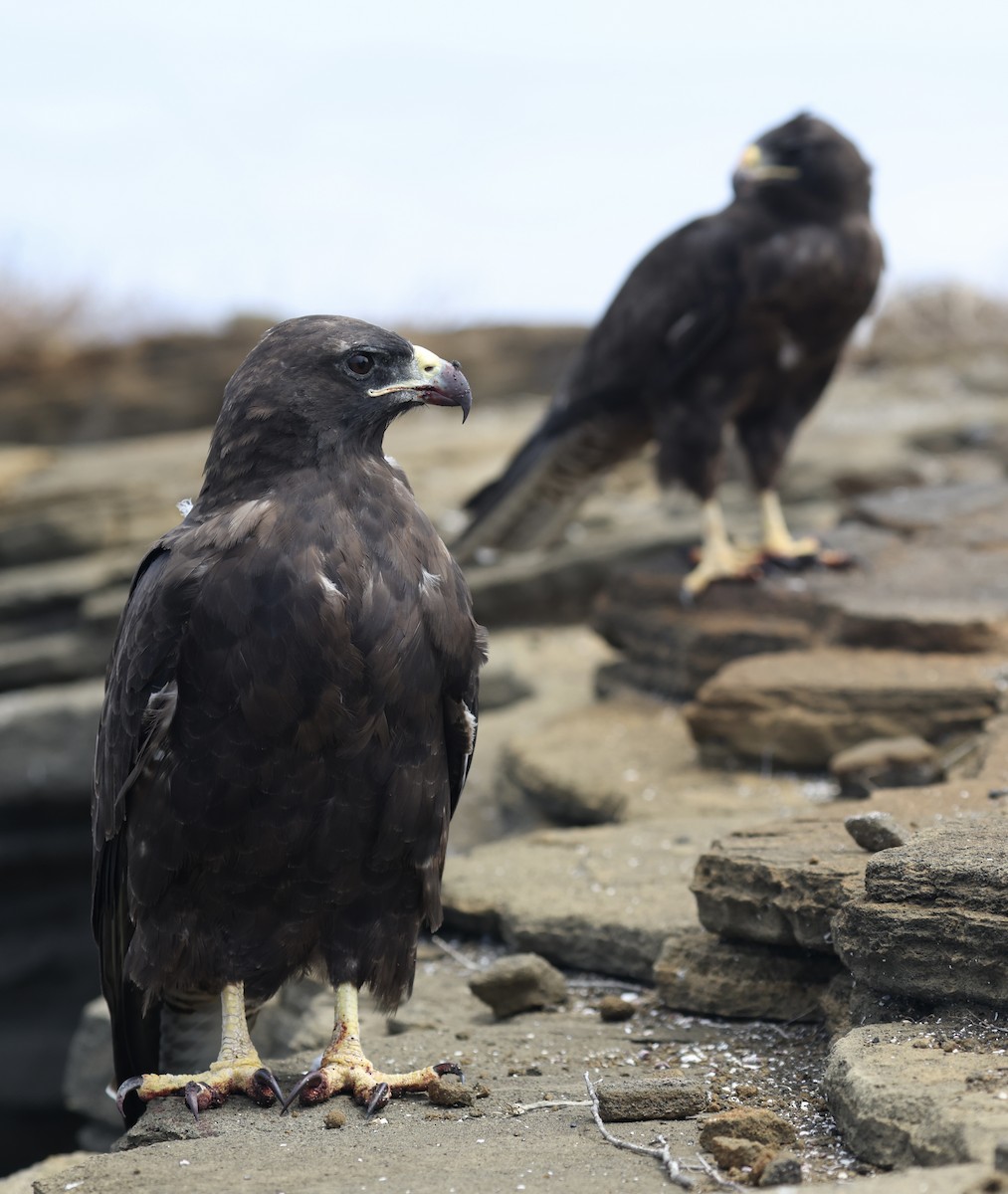 Galapagos Hawk - ML644151325