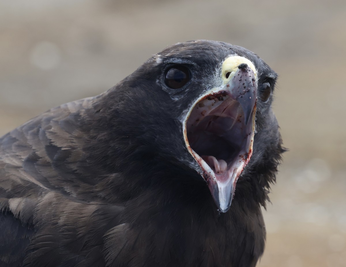 Galapagos Hawk - ML644151326