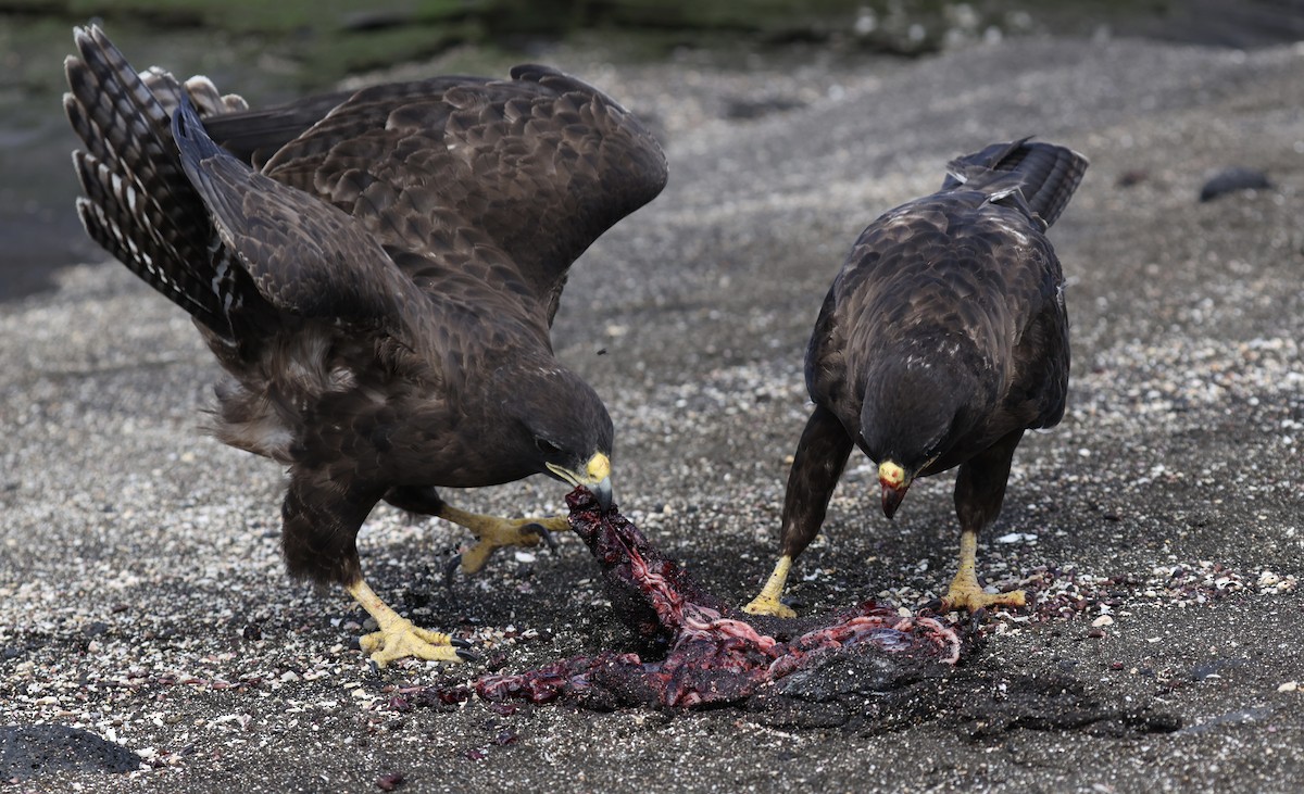 Galapagos Hawk - ML644151327