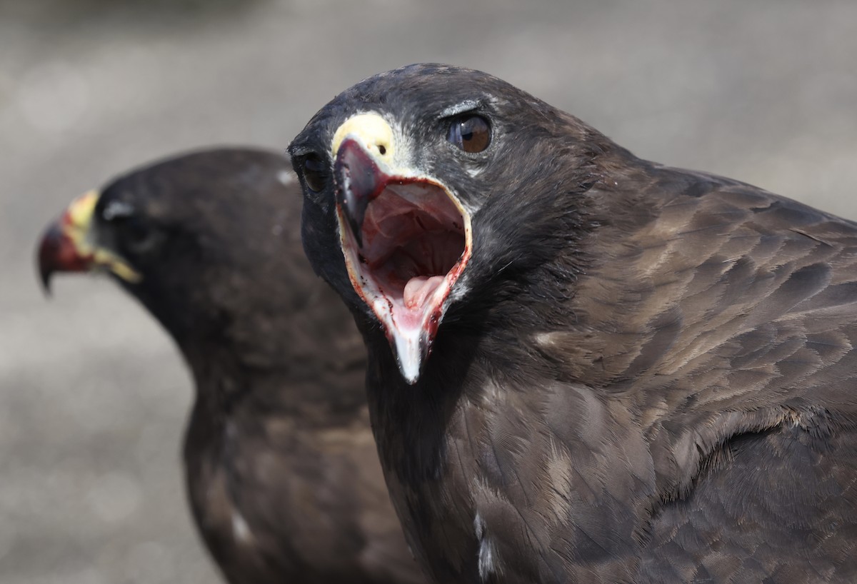 Galapagos Hawk - ML644151328