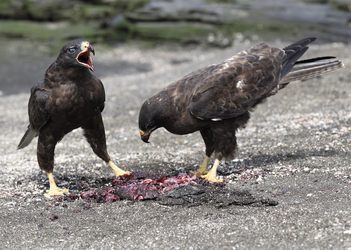 Galapagos Hawk - ML644151329