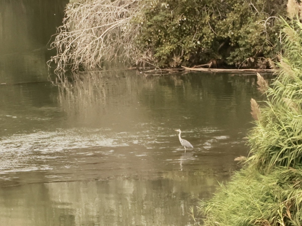 Gray Heron - ML644151338