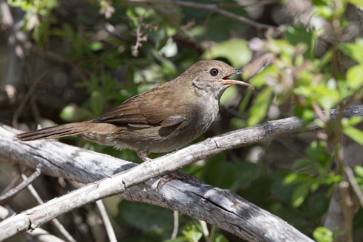 Knysna Warbler - ML644151339