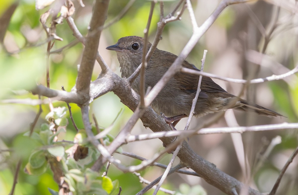 Knysna Warbler - ML644151340
