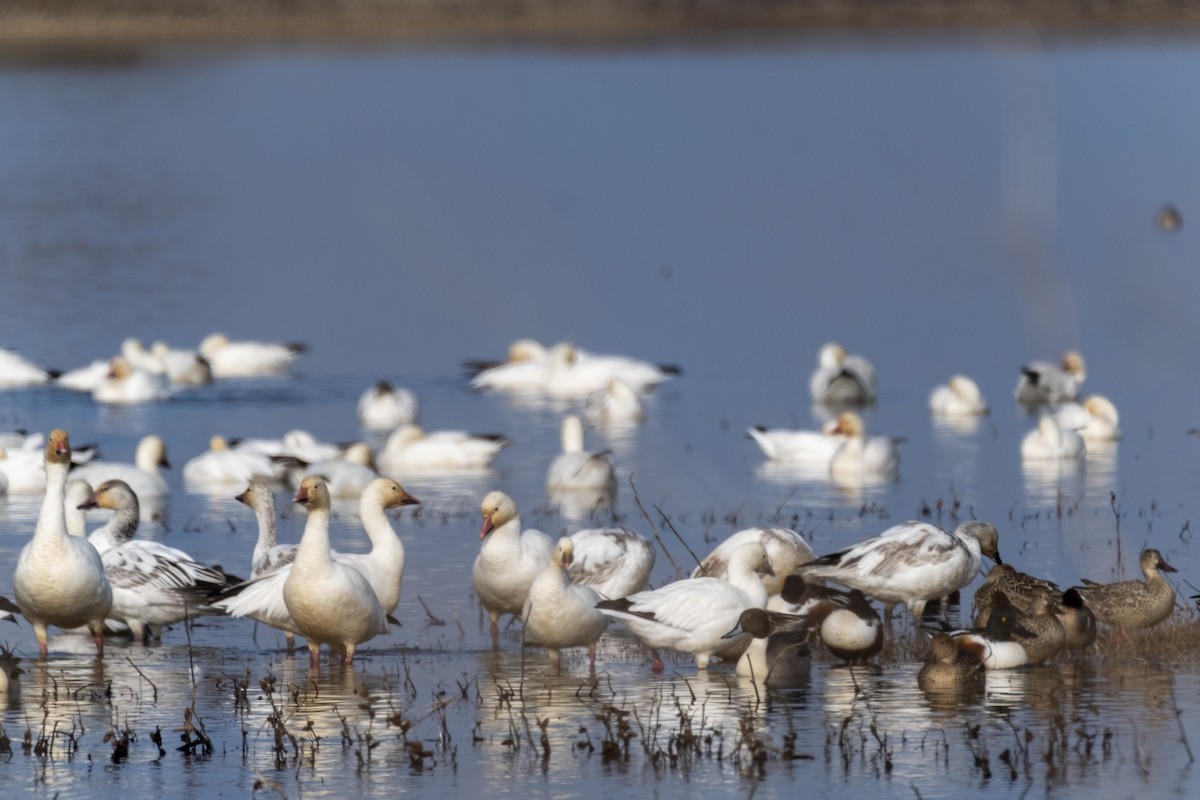 Northern Shoveler - ML644151342