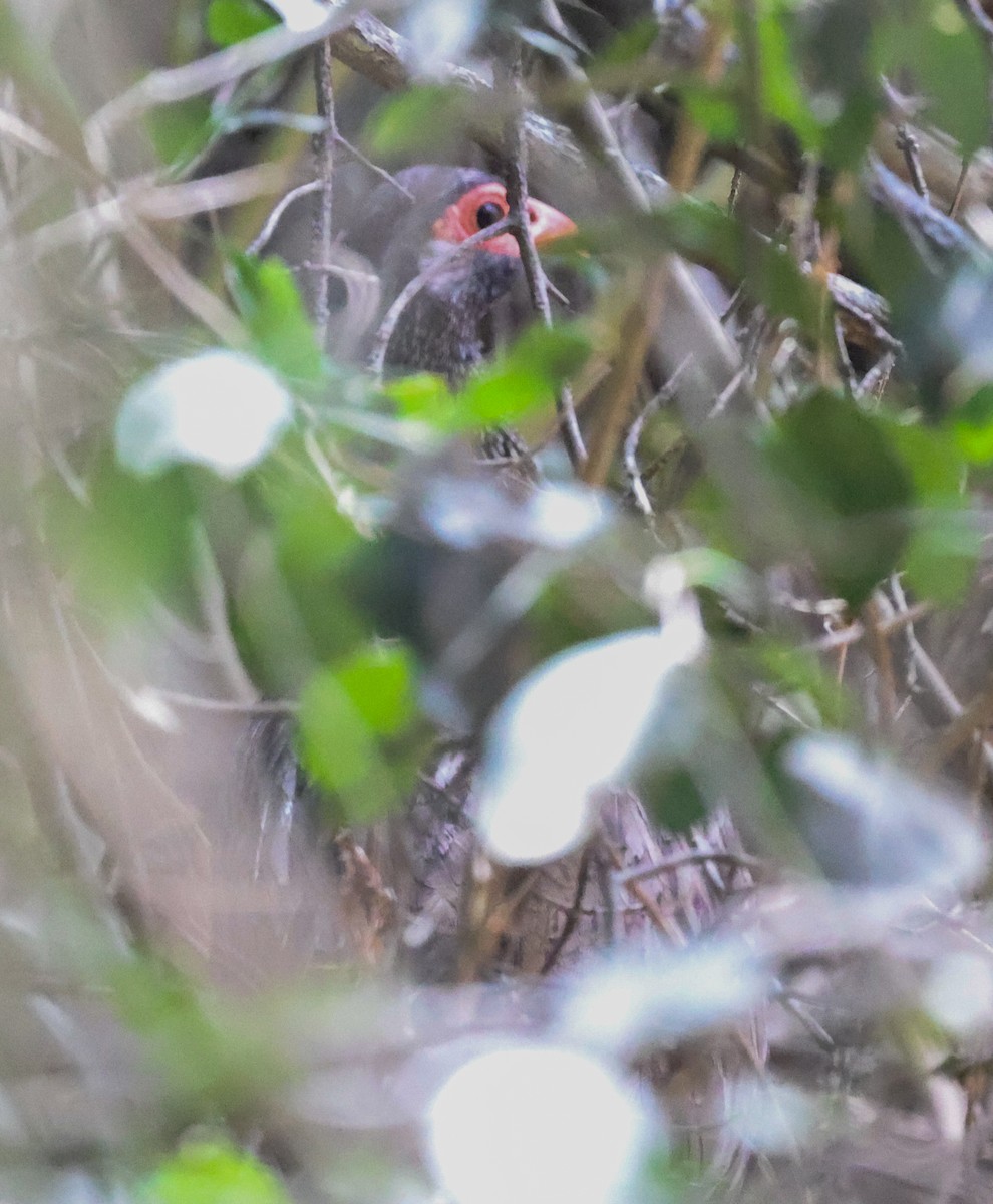 Red-necked Spurfowl - ML644151343