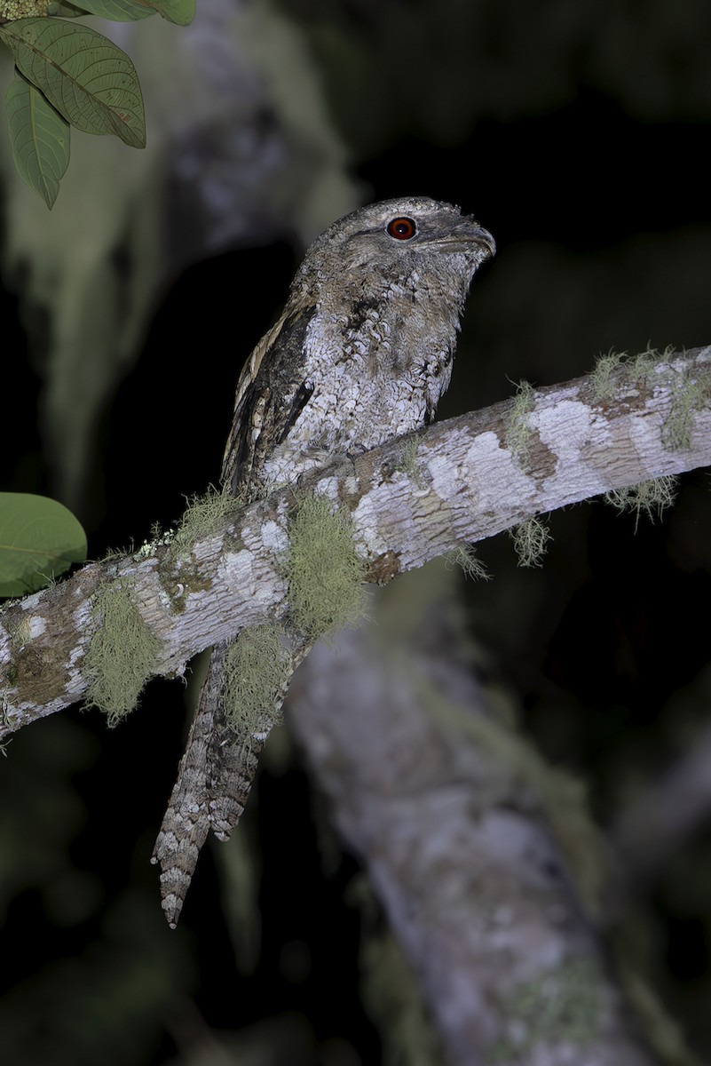 Papuan Frogmouth - ML644151344