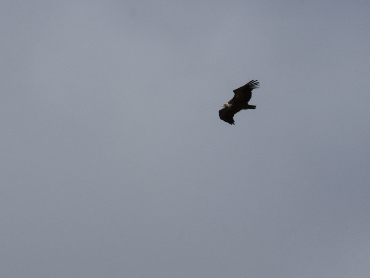 Eurasian Griffon - ML644151346