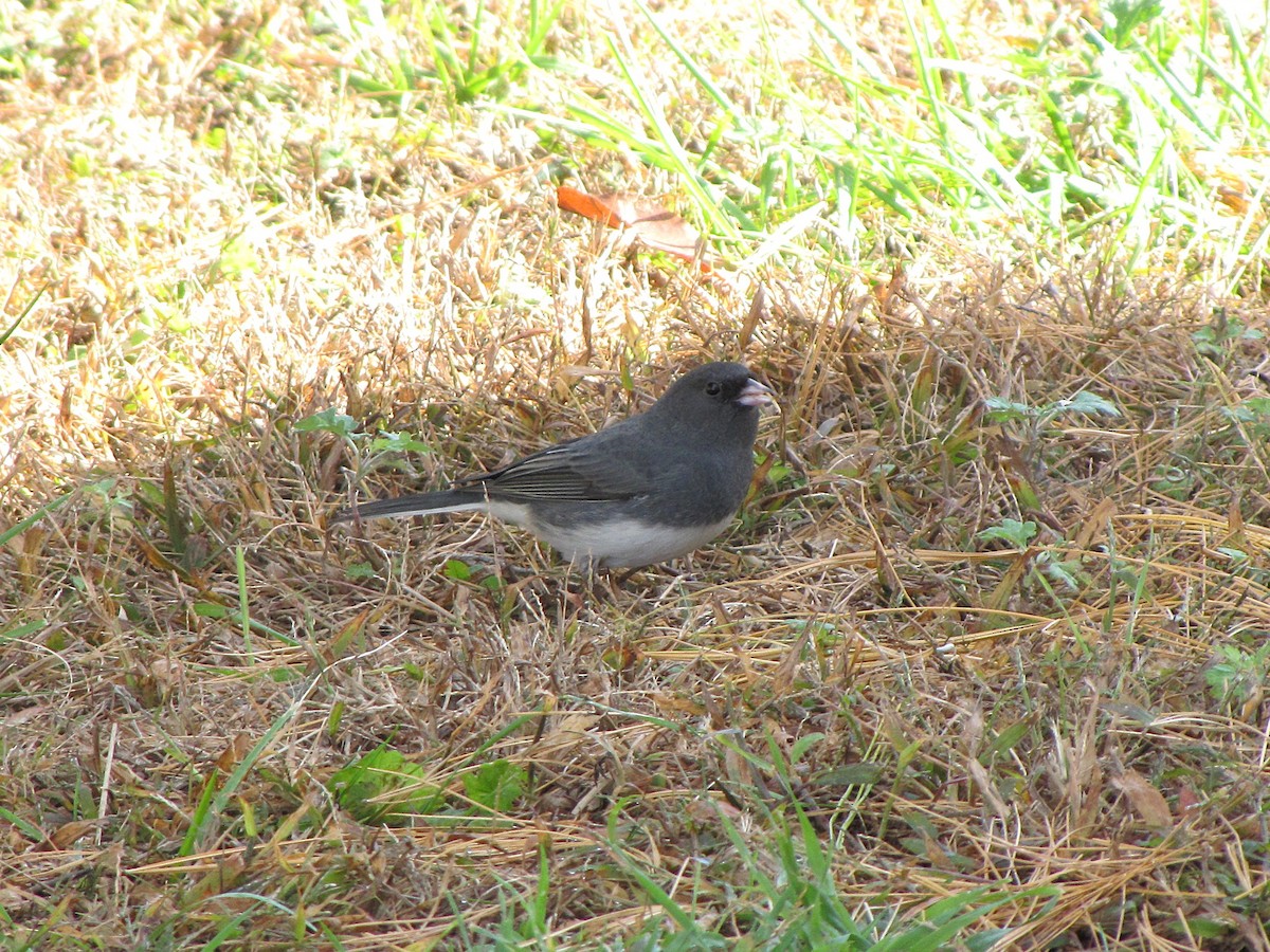 Юнко сірий - ML644151356