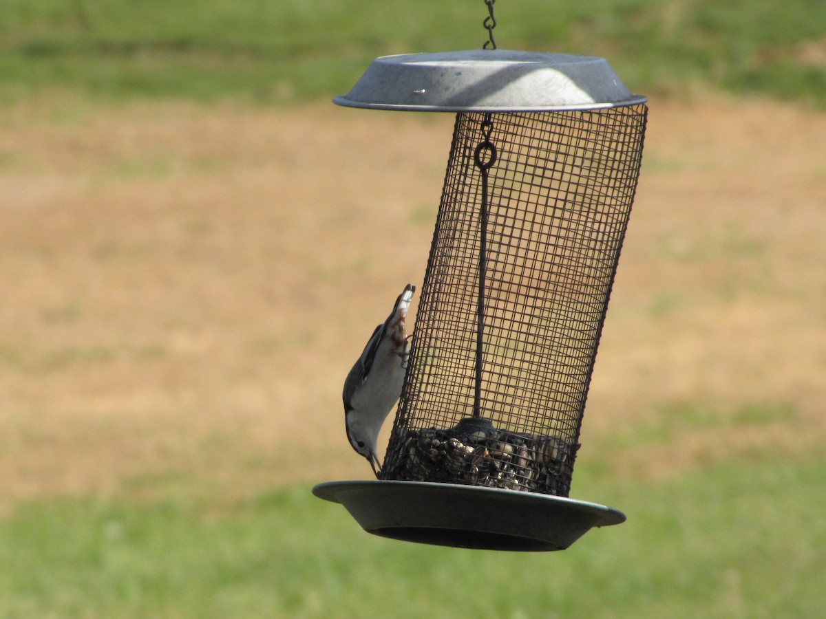 Повзик каролінський - ML644151367