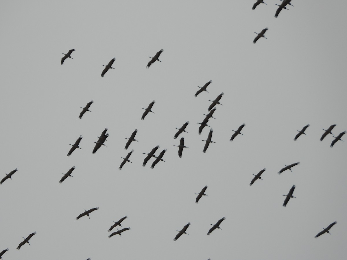 Common Crane - ML644151375