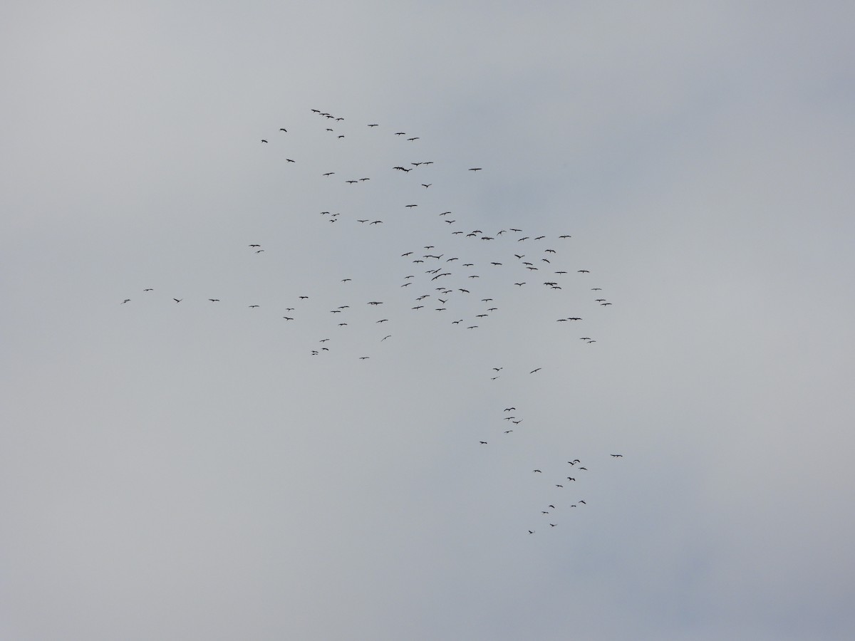 Common Crane - ML644151376