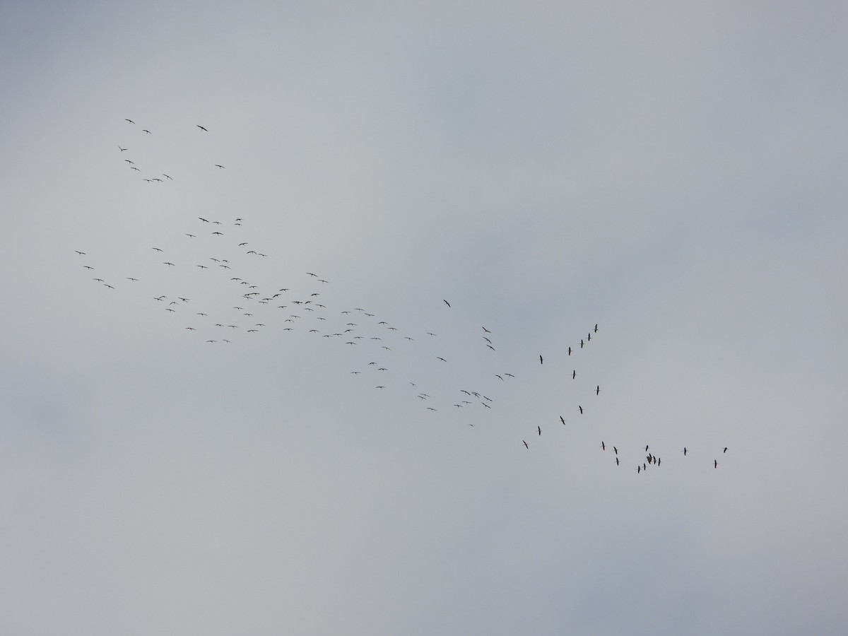 Common Crane - ML644151377