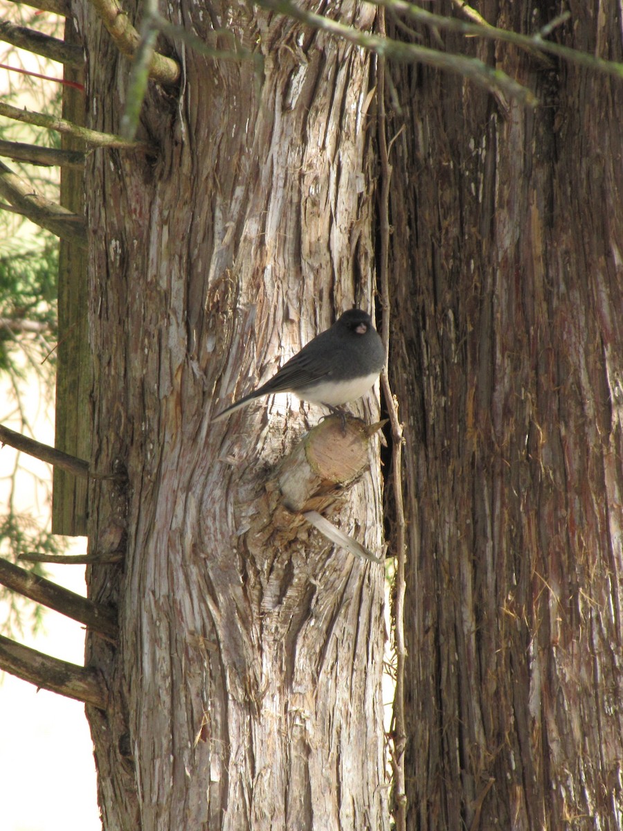 Юнко сірий - ML644151387