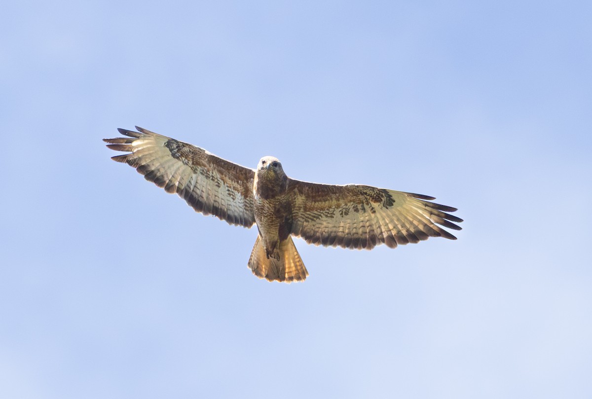 káně lesní (ssp. vulpinus/menetriesi) - ML644151420