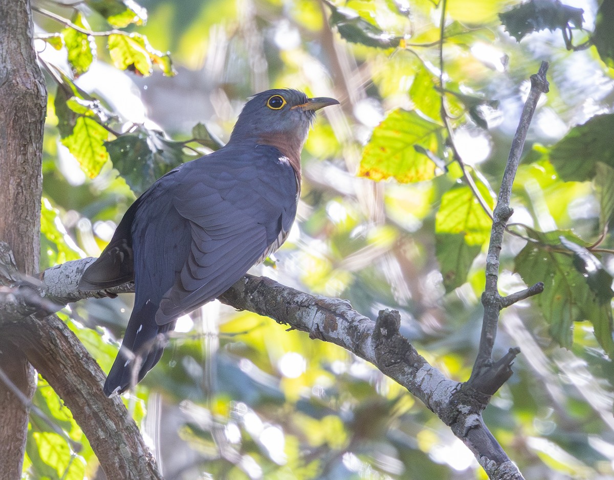 チャムネカッコウ - ML644151433