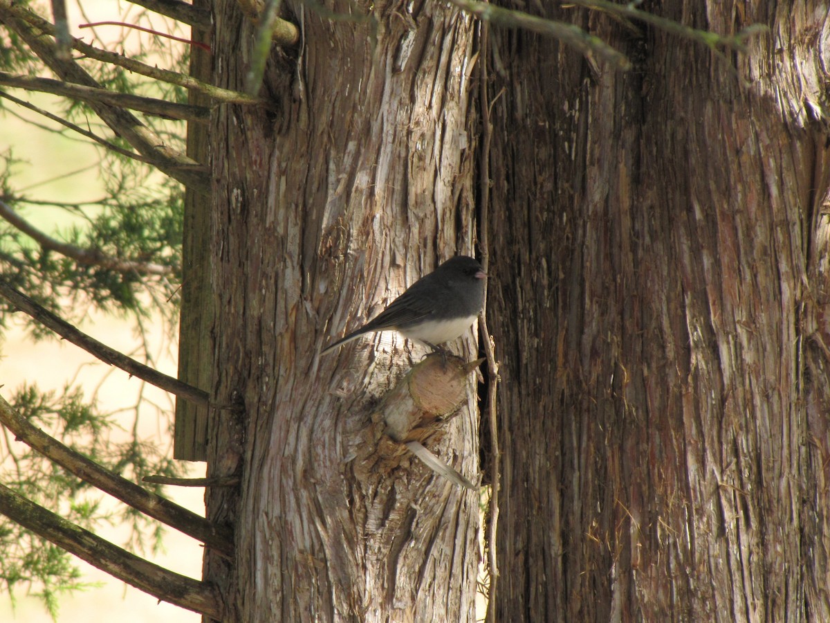 Юнко сірий - ML644151434