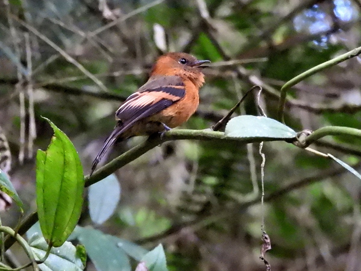 Cinnamon Flycatcher - ML644151443