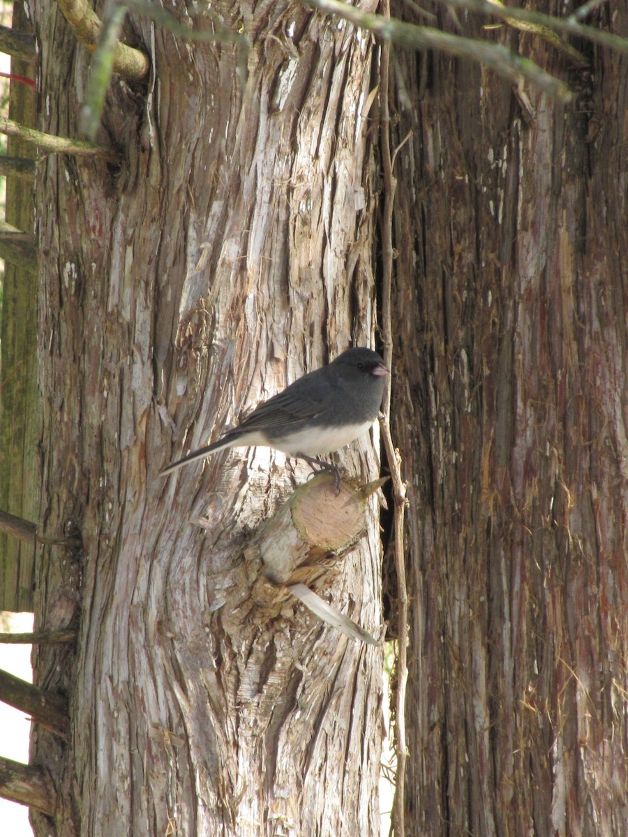 Юнко сірий - ML644151444