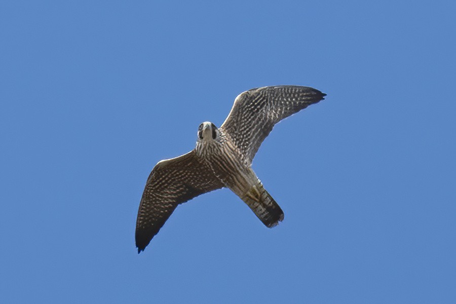 遊隼 - ML644151458