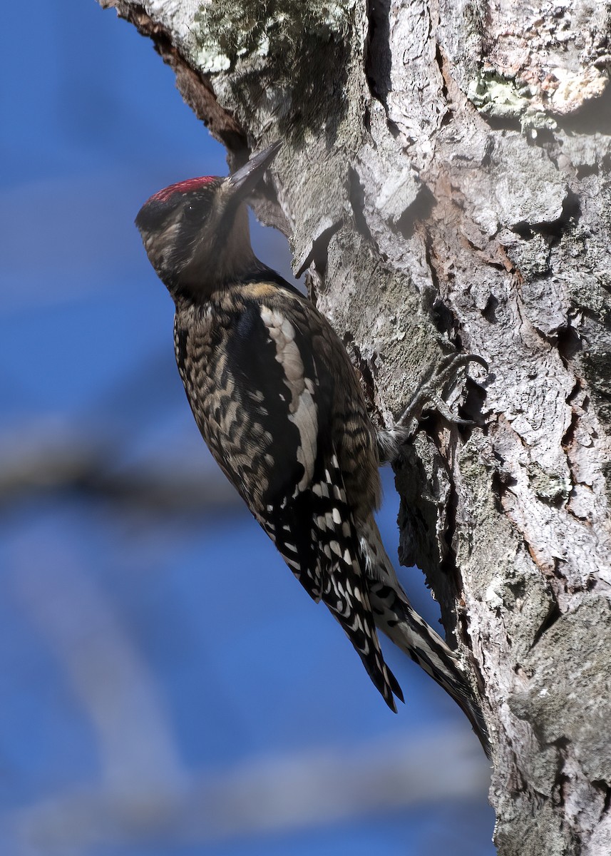 Yellow-bellied Sapsucker - ML644151459