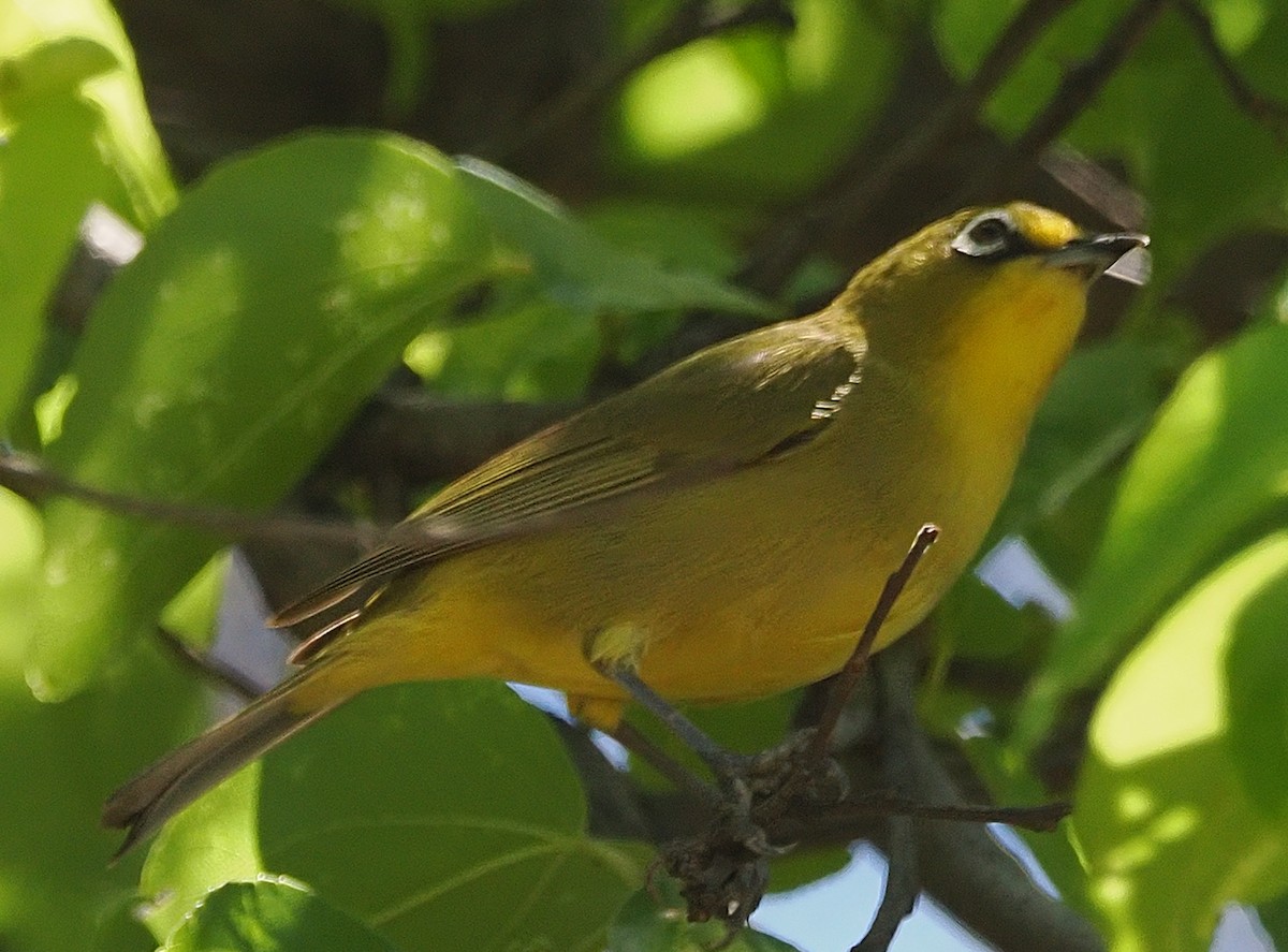 Cape White-eye - ML644151465