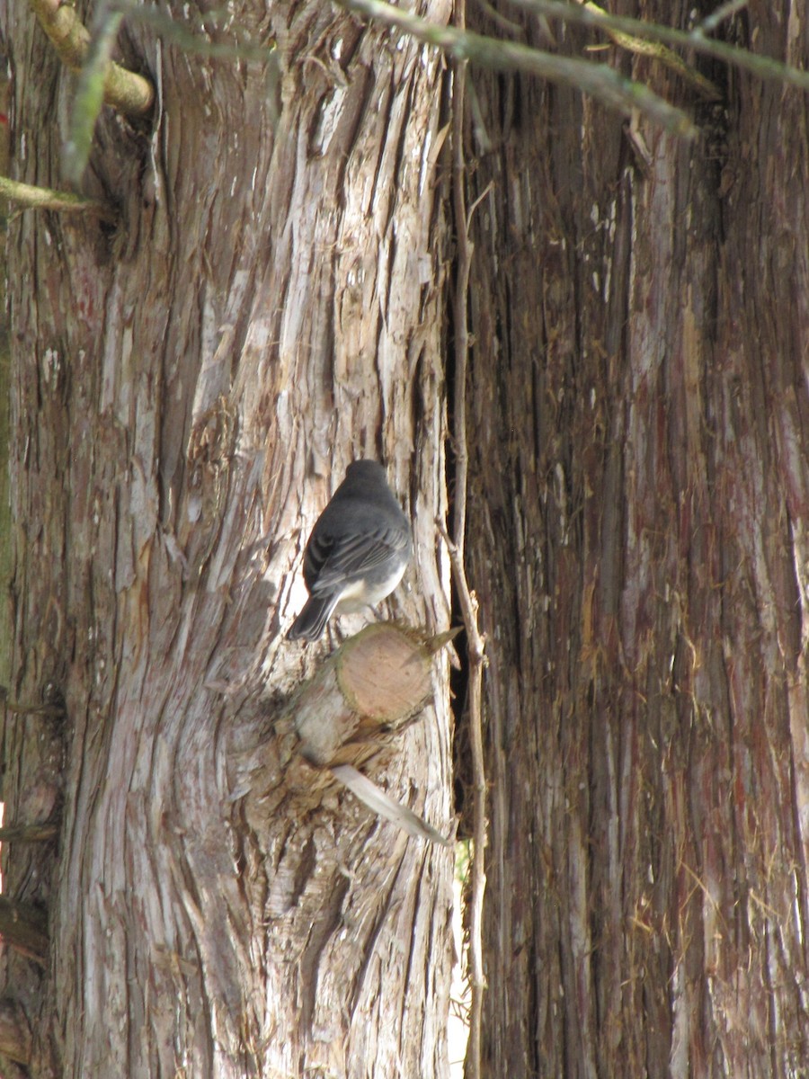 Юнко сірий - ML644151466