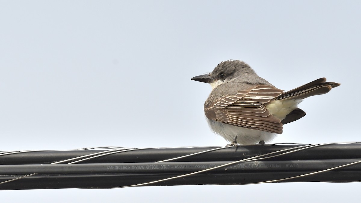 Gray Kingbird - ML644151469