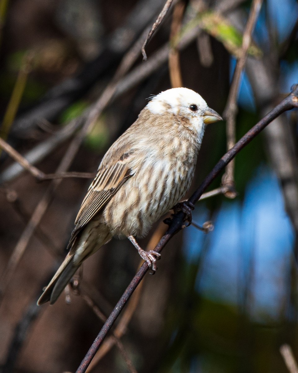 House Finch - ML644151471