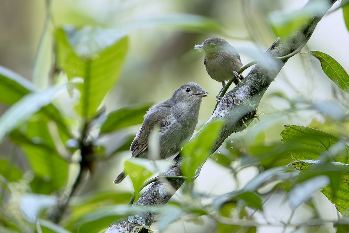 kukačka bělouchá - ML644151476