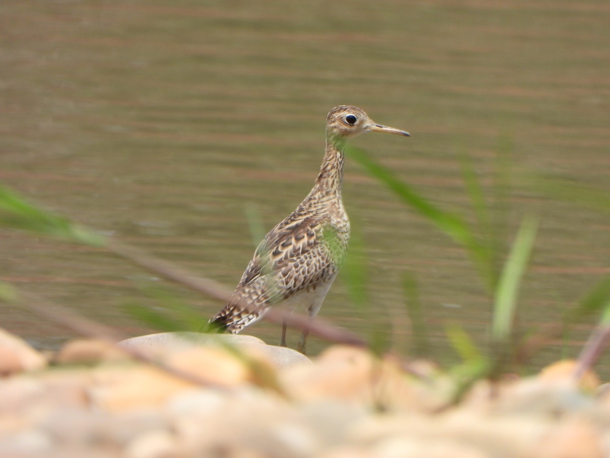 Upland Sandpiper - ML644151478