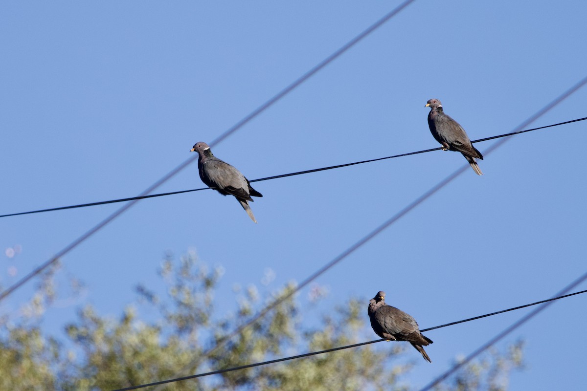 Band-tailed Pigeon - ML644151488
