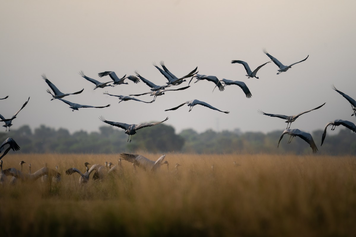 Demoiselle Crane - ML644151494