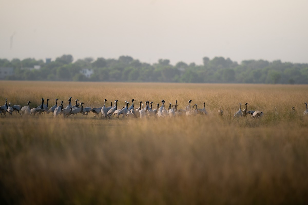 Demoiselle Crane - ML644151495
