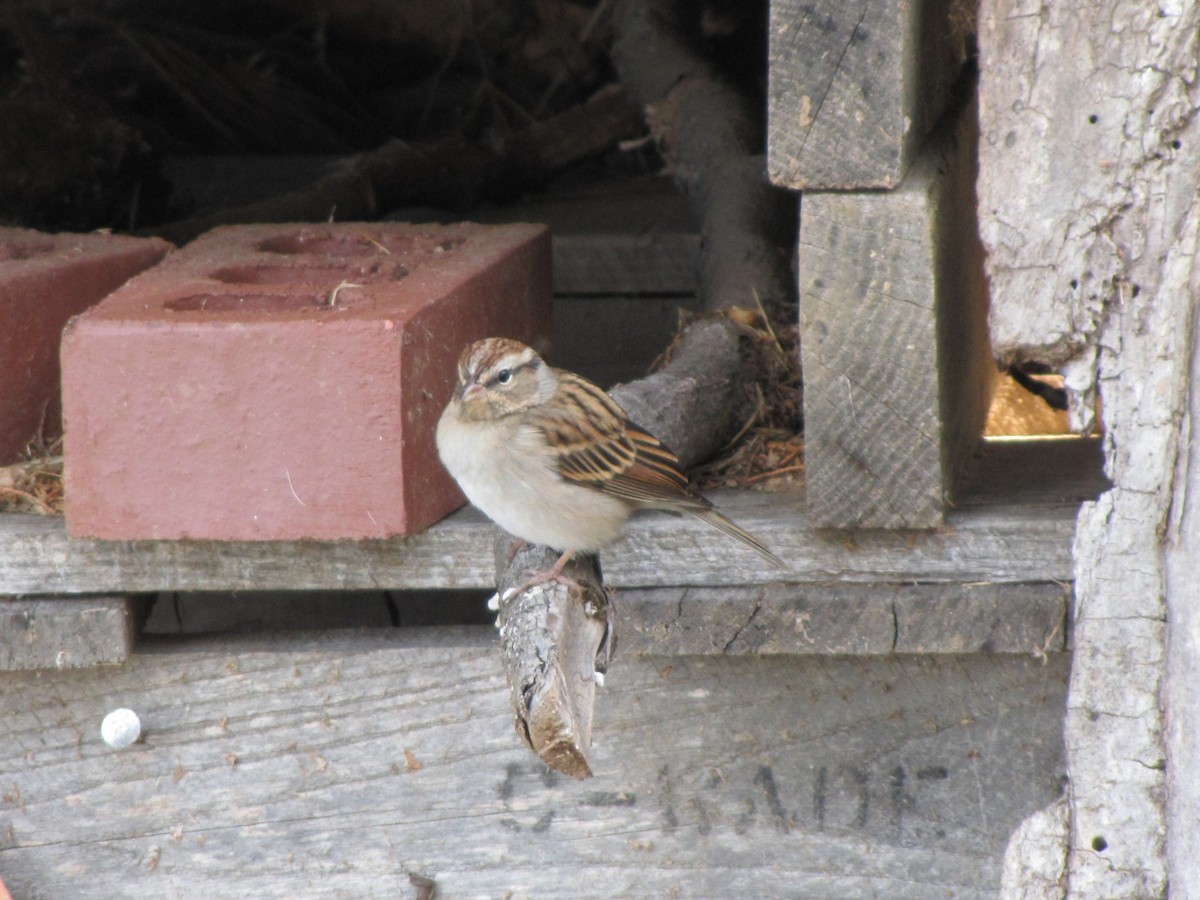 Карнатка білоброва - ML644151498