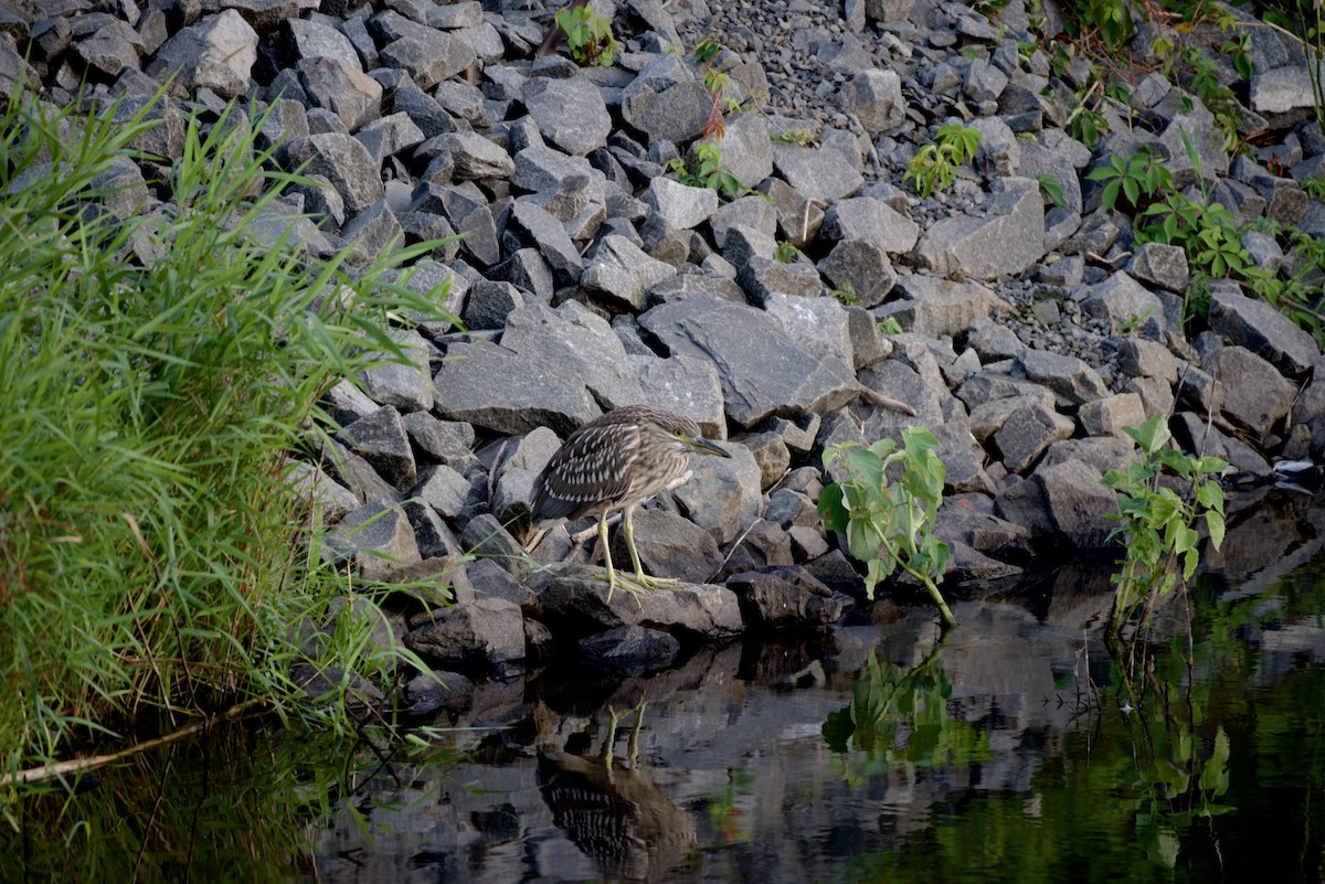 Black-crowned Night Heron - ML64415151