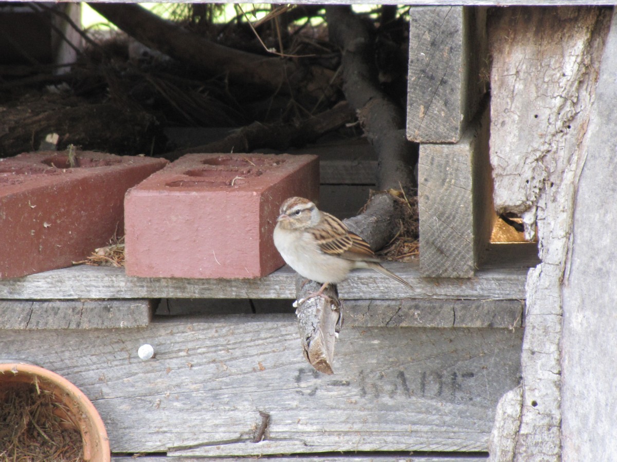 Карнатка білоброва - ML644151513